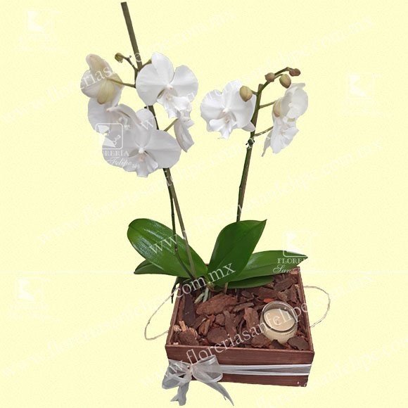 Planta De Orquídea Natural